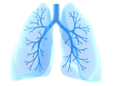 Дыхательная система человека. Устройство, лёгкие, интересные факты
