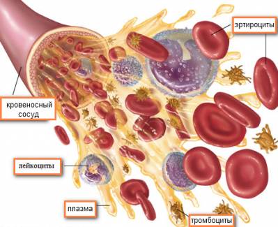Красный цвет крови гемоглобин